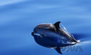  Delfines en libertad 